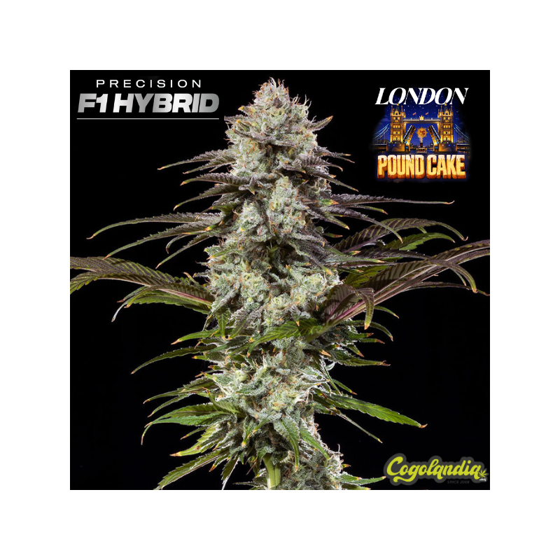 London Pound Cake F1 - Barney's Farm 