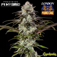 London Pound Cake F1 - Barney's Farm 