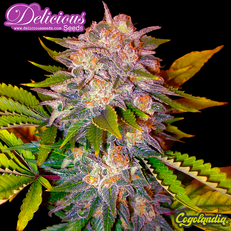 Caramelo Early Version - Delicious Seeds Semillas Feminizadas