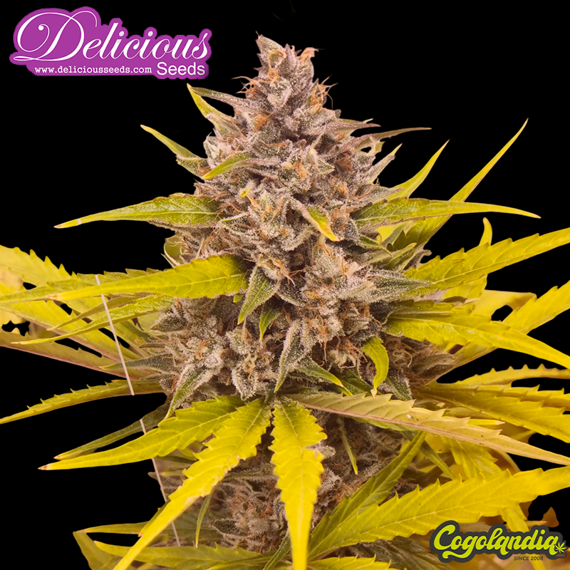 Cotton Candy Kush Early Version - Delicious Seeds Semillas