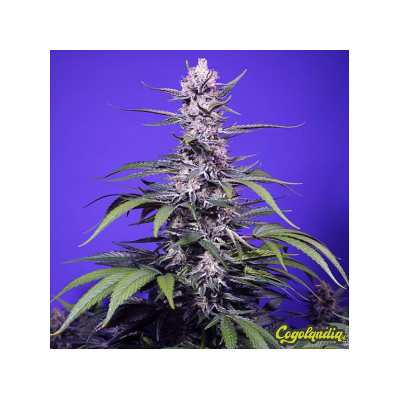 Delicious & Resinous Mix - Sweet Seeds 