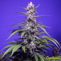 Delicious & Resinous Mix - Sweet Seeds