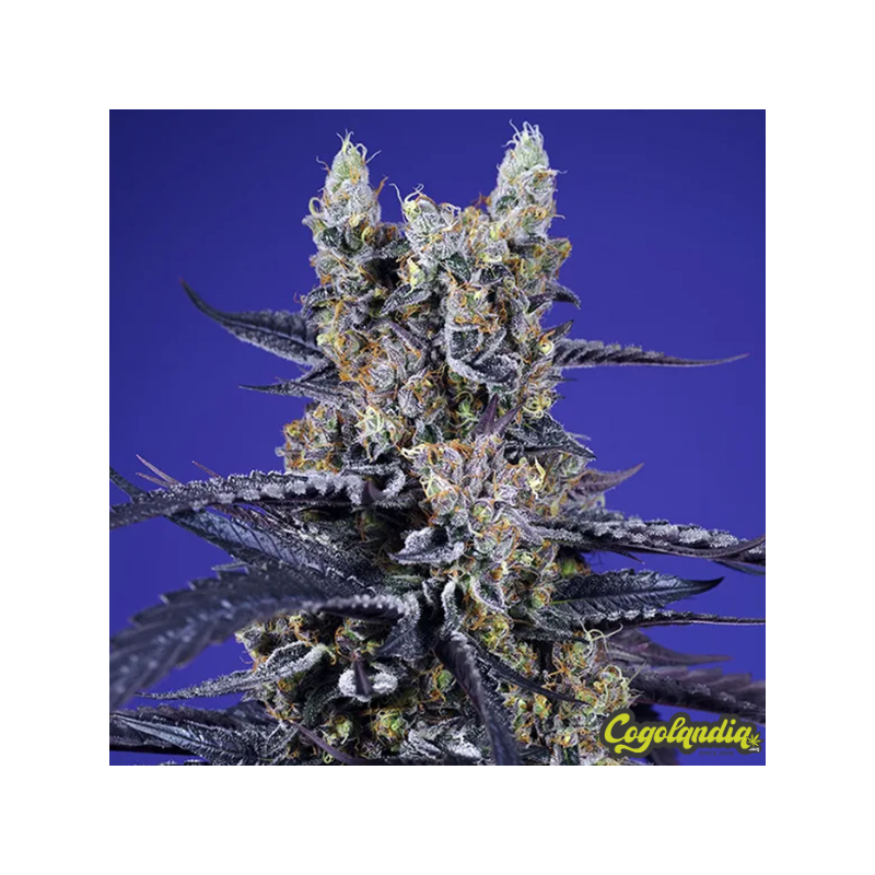 Delicious & Resinous Mix - Sweet Seeds 