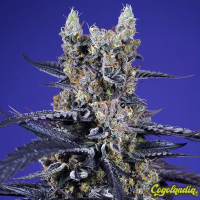 Delicious & Resinous Mix - Sweet Seeds 