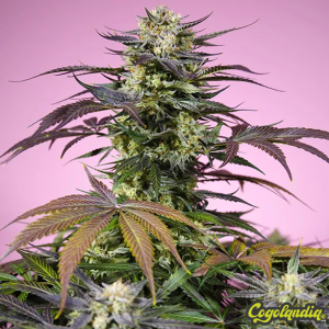 Terp Explosion