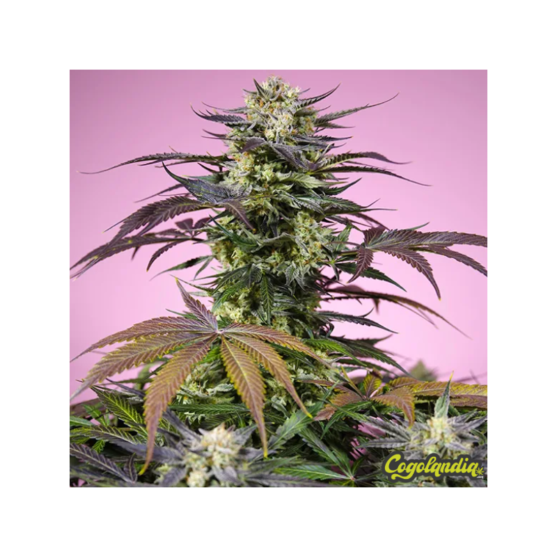 Terp Explosion