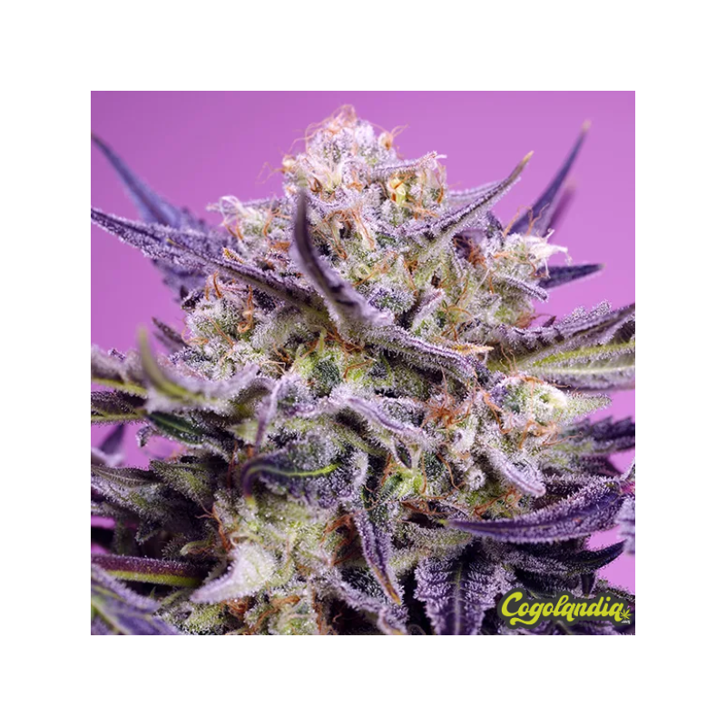 Terp Explosion