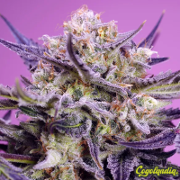 Terp Explosion