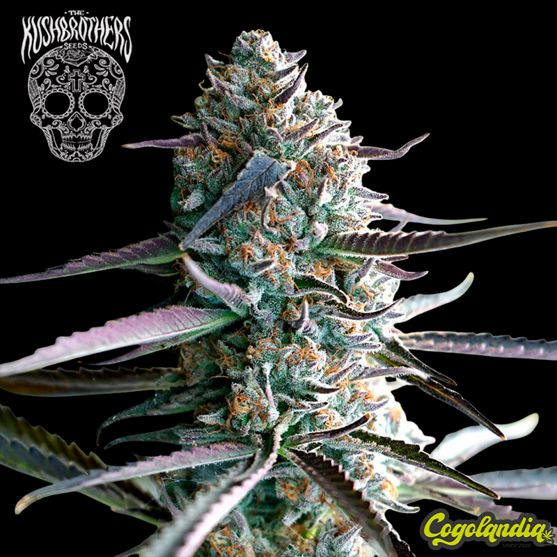 Confidencial Medicine - The Kush Brothers