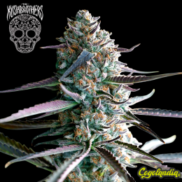 Confidencial Medicine - The Kush Brothers