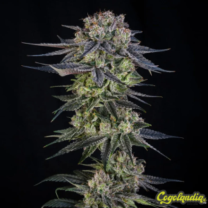 Julian Marley Special - Silent Seeds 