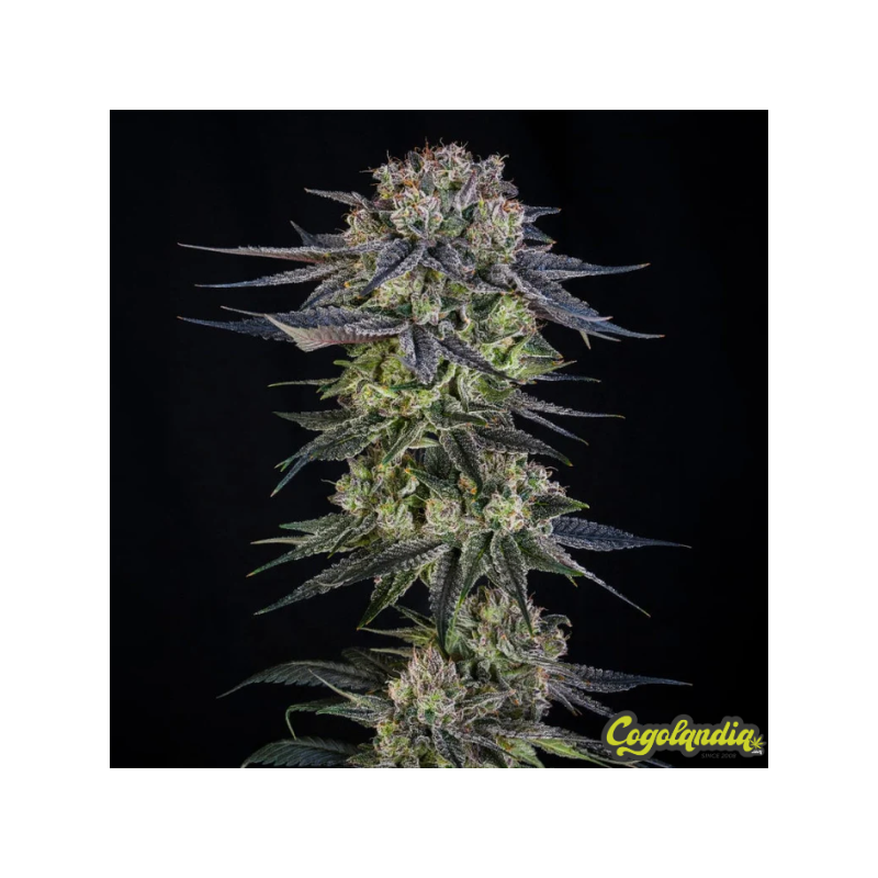 Julian Marley Special - Silent Seeds 