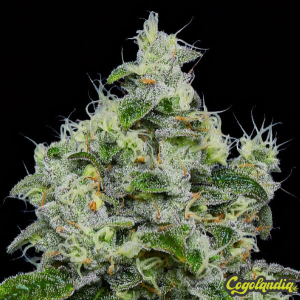Dankberry Auto - Anesia Seeds 