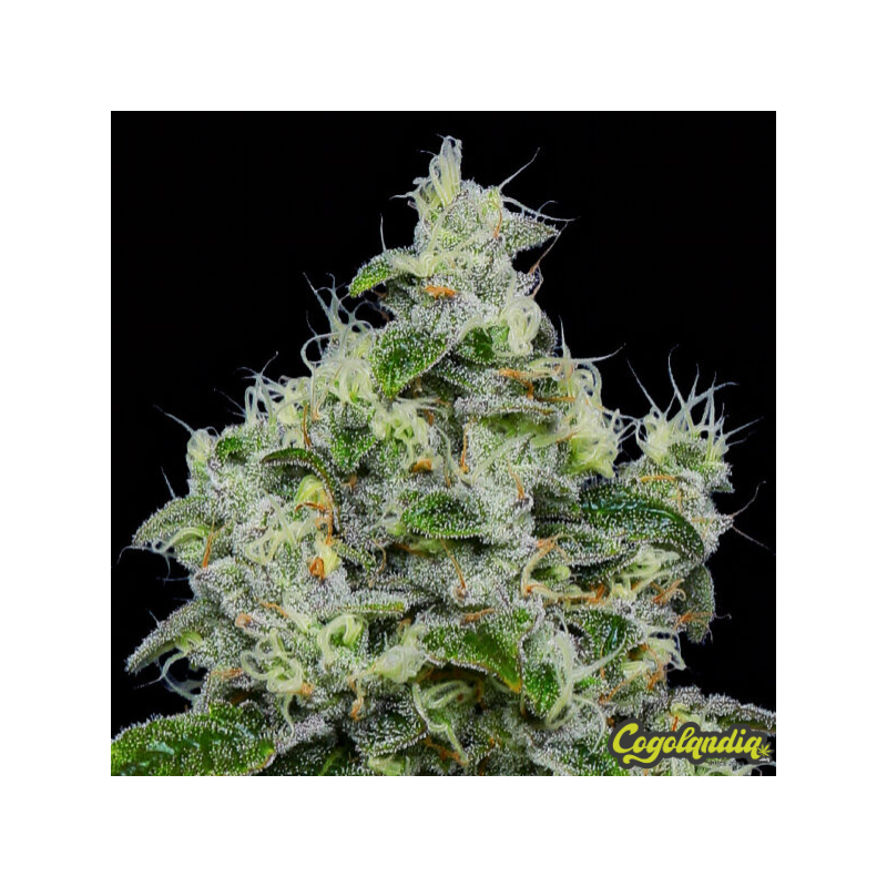 Dankberry Auto - Anesia Seeds 