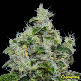 Dankberry Auto - Anesia Seeds 