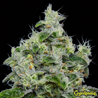 Dankberry Auto - Anesia Seeds 