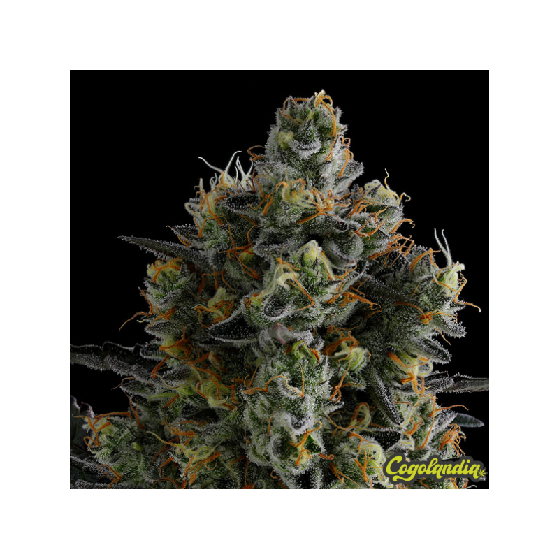 Zoomiez - Anesia Seeds