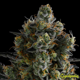 Zoomiez - Anesia Seeds 