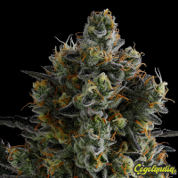 Zoomiez - Anesia Seeds