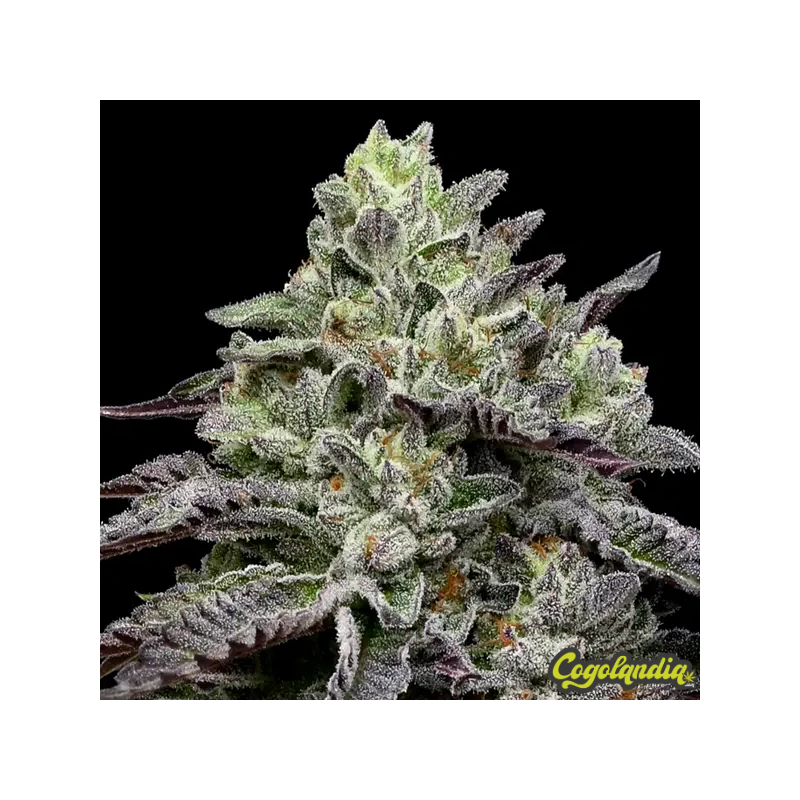 Smashberry Fumez - Anesia Seeds 