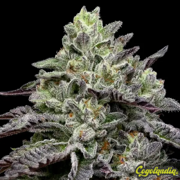 Smashberry Fumez - Anesia Seeds 