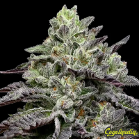 Smashberry Fumez - Anesia Seeds 