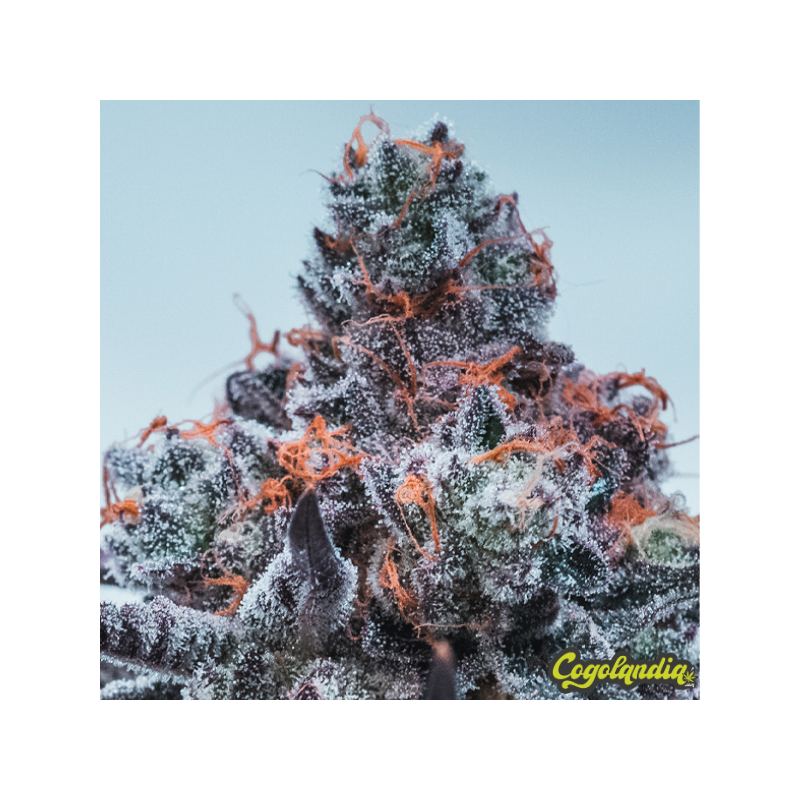 Deep Jealousy Auto - Anesia Seeds Semillas Autoflorecientes