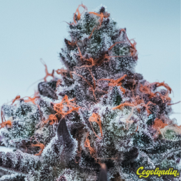 Deep Jealousy Auto - Anesia Seeds Semillas Autoflorecientes