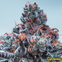 Deep Jealousy Auto - Anesia Seeds Semillas Autoflorecientes