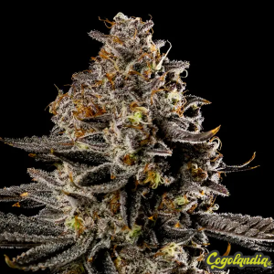 Smashberry Fumez Auto 