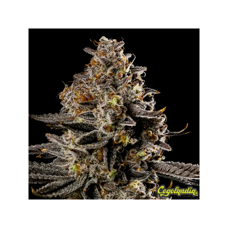 Smashberry Fumez Auto 