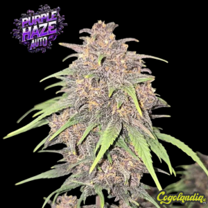 Purple Haze Auto - Fast Buds