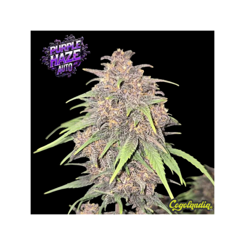 Purple Haze Auto - Fast Buds