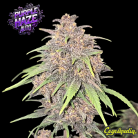 Purple Haze Auto - Fast Buds