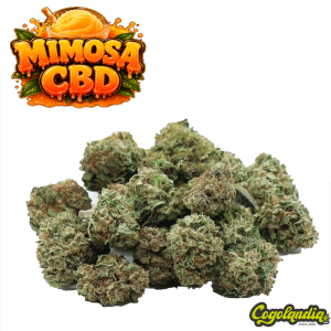 Small Buds GreenHouse Mimosa - Gold CBD Parafarmacia y CBD