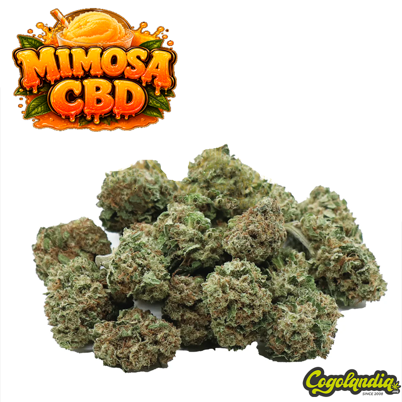 Small Buds GreenHouse Mimosa - Gold CBD Parafarmacia y CBD