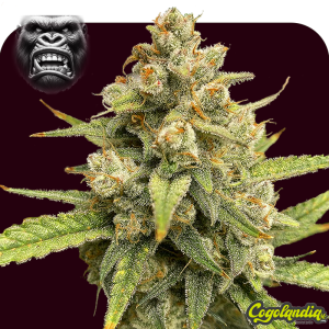 Pack 1000 Gorilla Auto a Granel