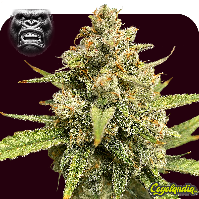 Pack 1000 Gorilla Auto a Granel