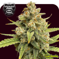 Pack 1000 Gorilla Auto a Granel
