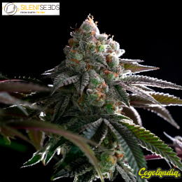 B 45 - Silent Seeds