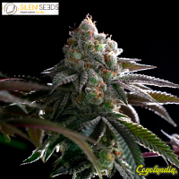 B 45 - Silent Seeds 