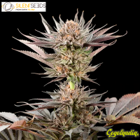 Lemon Tree 2.0 - Silent Seeds 