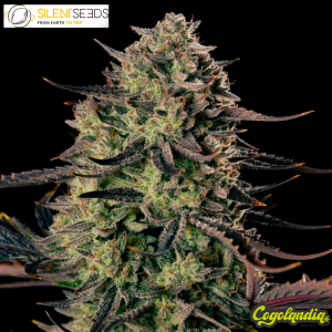 Alien Gas XXL Auto - Silent Seeds