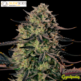 Alien Gas XXL Auto - Silent Seeds 