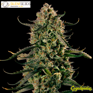 Mac Dawg XXL Auto - Silent Seeds