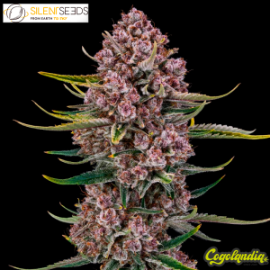 Purplenade XXL Auto - Silent Seeds 