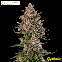 Triangle Kush Auto - Silent Seeds 