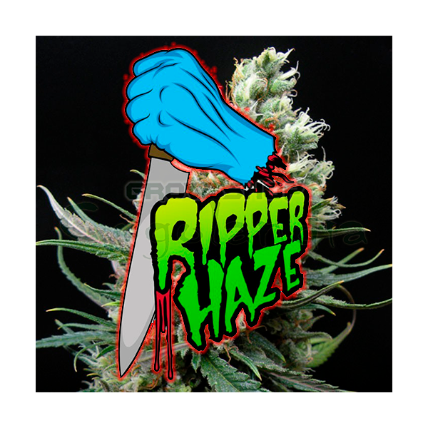 Ripper Haze - Ripper Seeds
