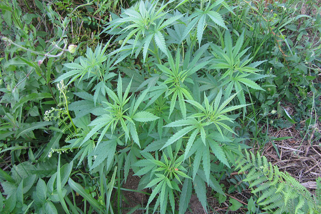 trucos para cultivar marihuana
