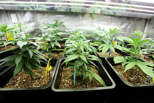 cultivar marihuana en vernao